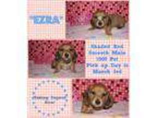 Dachshund Puppy for sale in Youngstown, OH, USA