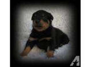 Rottweiler Puppy for sale in AMES, KS, USA