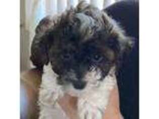 Havanese Puppy for sale in Tooele, UT, USA