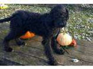 Labradoodle Puppy for sale in Bath, NY, USA