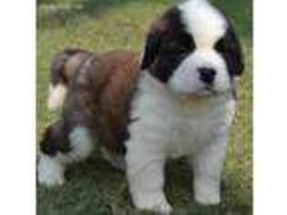 Saint Bernard Puppy for sale in Rock Hill, SC, USA