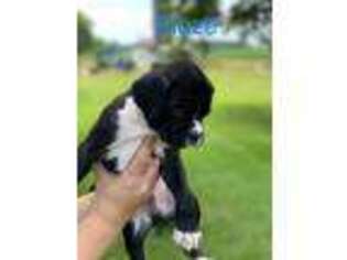 Boxer Puppy for sale in Rushville, IN, USA