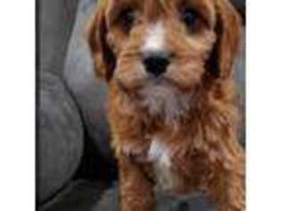 Cavapoo Puppy for sale in Tampa, FL, USA