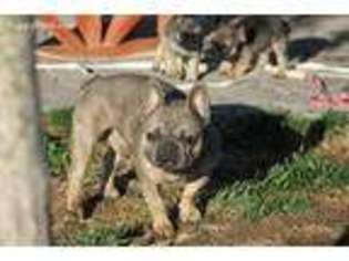 French Bulldog Puppy for sale in Greeley, CO, USA