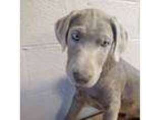 Labrador Retriever Puppy for sale in Alverton, PA, USA