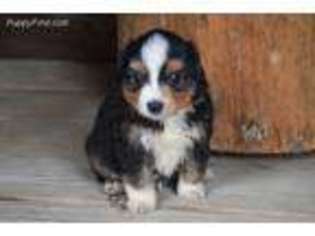 Miniature Australian Shepherd Puppy for sale in Sutton, WV, USA