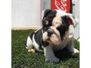 Bulldog Puppy for sale in New Hampton, NY, USA