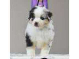Miniature Australian Shepherd Puppy for sale in Omaha, AR, USA