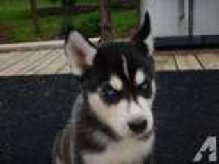 Siberian Husky Puppy for sale in GAYLESVILLE, AL, USA