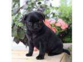 Pug Puppy for sale in Fairfax, VA, USA