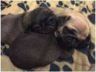 Pug Puppy for sale in Battle, East Sussex (England), United Kingdom