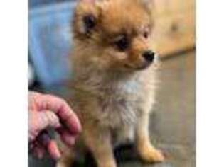Pomeranian Puppy for sale in Stover, MO, USA