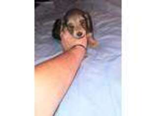 Dachshund Puppy for sale in Arab, AL, USA