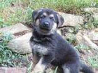 German Shepherd Dog Puppy for sale in Pilot Mountain, NC, USA