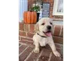 Labrador Retriever Puppy for sale in Loganville, GA, USA