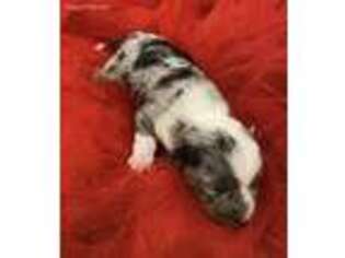 Dachshund Puppy for sale in Chapman, KS, USA