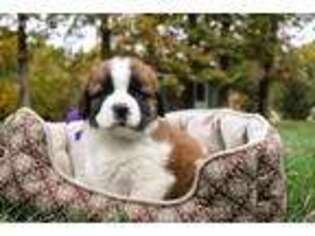 Saint Bernard Puppy for sale in Shipshewana, IN, USA