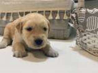 Golden Retriever Puppy for sale in San Augustine, TX, USA