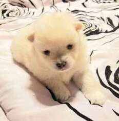 Pomeranian Puppy for sale in Estacada, OR, USA