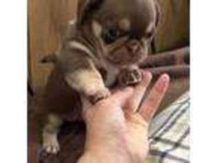 Pug Puppy for sale in Whitehall, PA, USA