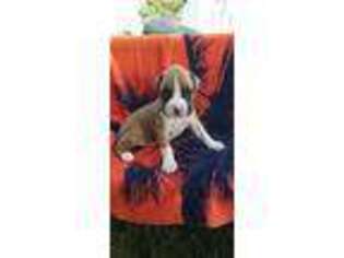 Boxer Puppy for sale in Bourbon, IN, USA