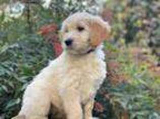 Goldendoodle Puppy for sale in Springville, CA, USA