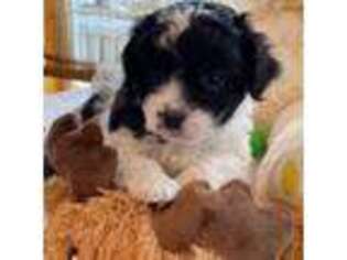 Bichon Frise Puppy for sale in Hillsborough, NH, USA