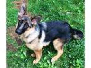 German Shepherd Dog Puppy for sale in Keene, NH, USA