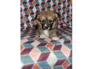 Pembroke Welsh Corgi Puppy for sale in Miller, SD, USA