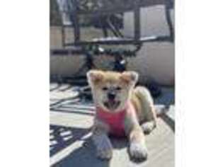 Akita Puppy for sale in Sugar Land, TX, USA