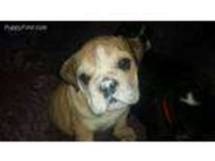 Bulldog Puppy for sale in East Peoria, IL, USA