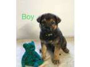 German Shepherd Dog Puppy for sale in Madison, IN, USA