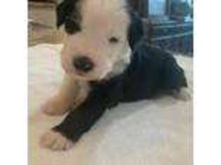 Mutt Puppy for sale in Roopville, GA, USA