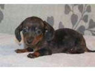 Dachshund Puppy for sale in Richland, MO, USA