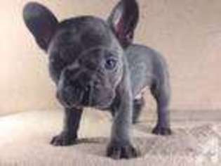 French Bulldog Puppy for sale in MOUNT GILEAD, NC, USA