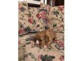 Cavalier King Charles Spaniel Puppy for sale in Holly, MI, USA