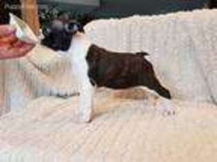 Boston Terrier Puppy for sale in Philadelphia, PA, USA