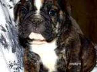 Bulldog Puppy for sale in Concord, VA, USA