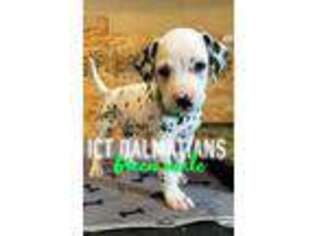 Dalmatian Puppy for sale in Wichita, KS, USA