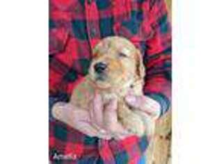 Goldendoodle Puppy for sale in Wagener, SC, USA