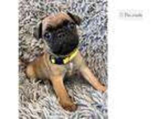 Buggs Puppy for sale in Fort Lauderdale, FL, USA