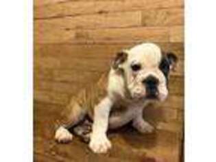 Bulldog Puppy for sale in Marshall, TX, USA