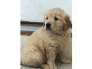 Golden Retriever Puppy for sale in Mansfield, MO, USA