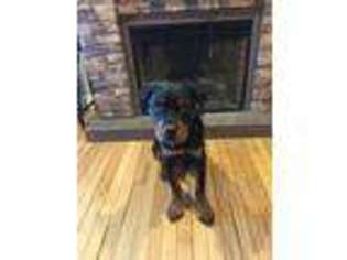 Rottweiler Puppy for sale in Silver Spring, MD, USA