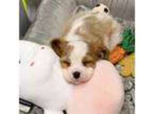 Cavalier King Charles Spaniel Puppy for sale in Valley Center, KS, USA