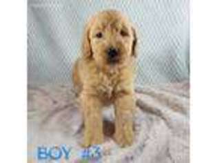 Goldendoodle Puppy for sale in Brodhead, KY, USA