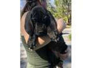 Great Dane Puppy for sale in Arden, NC, USA