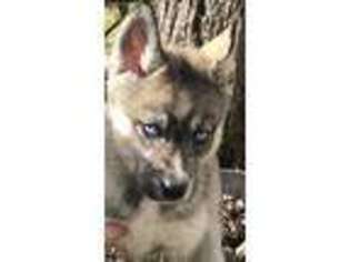 Siberian Husky Puppy for sale in Mount Vernon, KY, USA