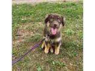 Australian Shepherd Puppy for sale in Advance, NC, USA