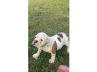 Bulldog Puppy for sale in Albany, TX, USA